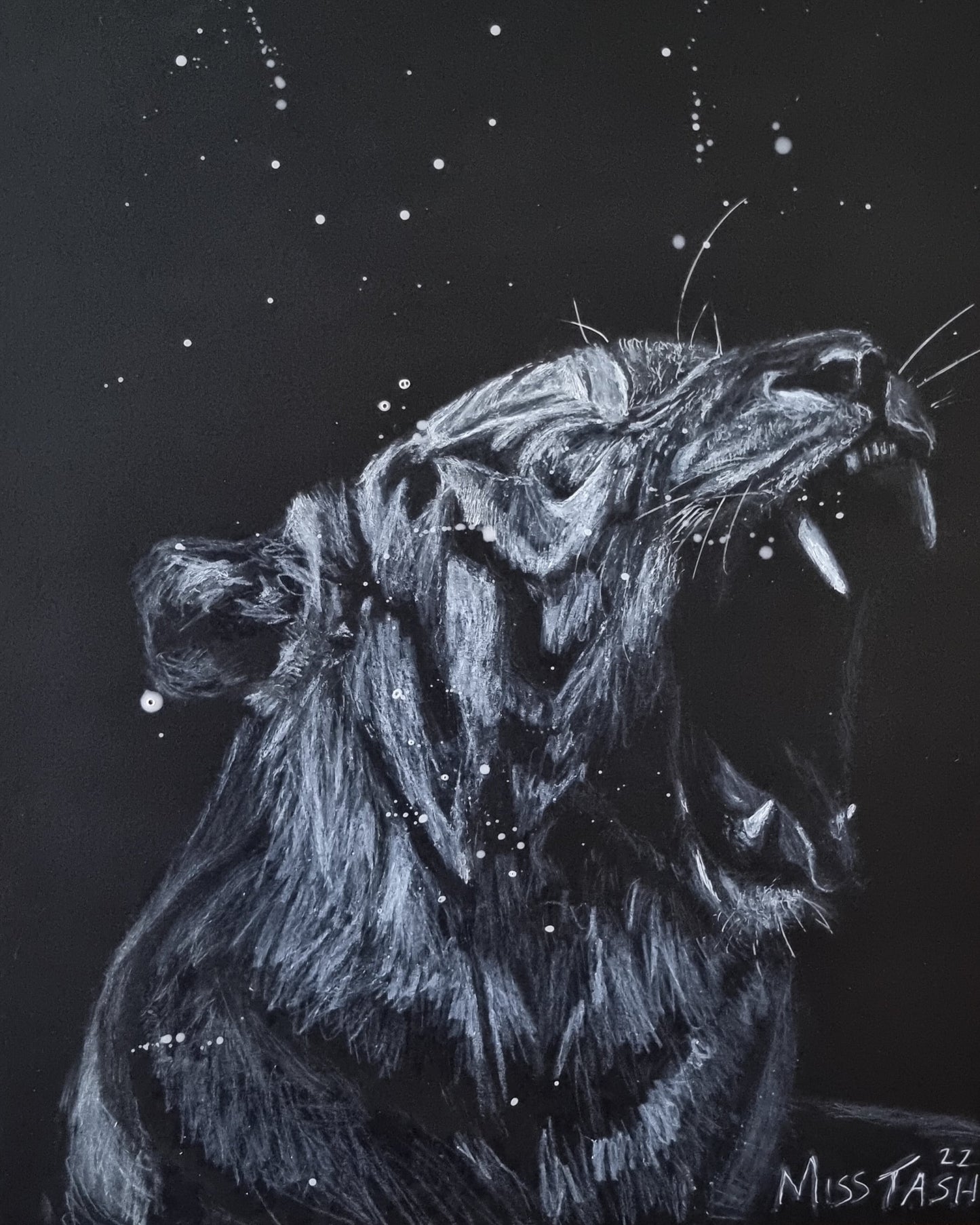White Tiger on Black - Study Piece